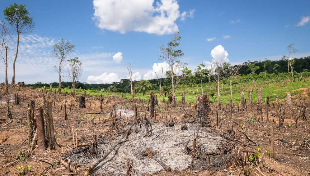 Crece pérdida de bosques pese a las promesas de cumbres climáticas