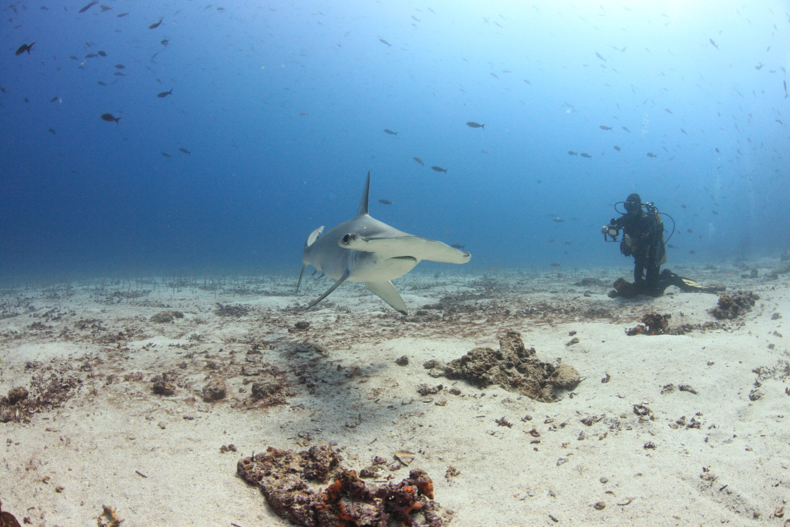 Costa Rica declara en peligro de extinción tres especies de tiburón martillo