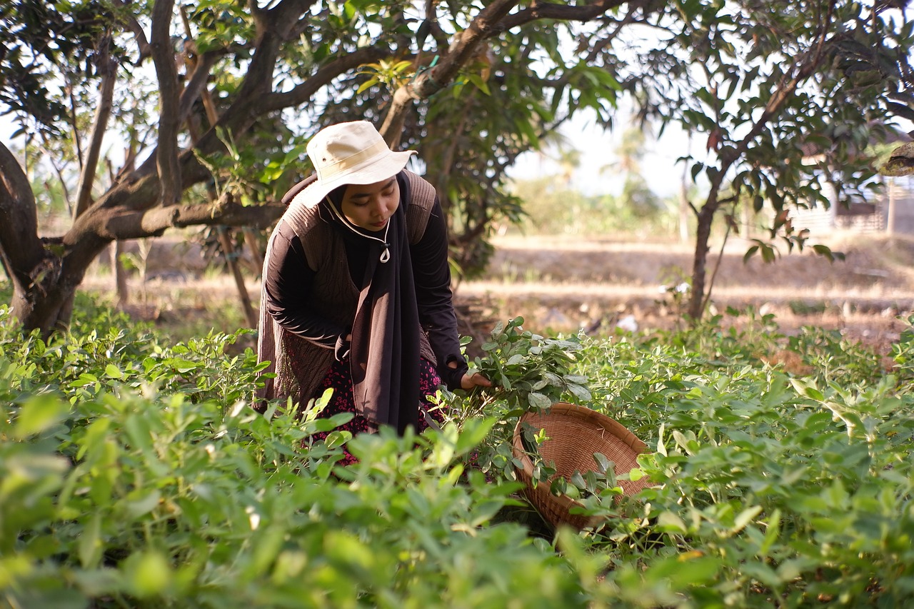 Agricultura regenerativa podría combatir crisis climática en Honduras