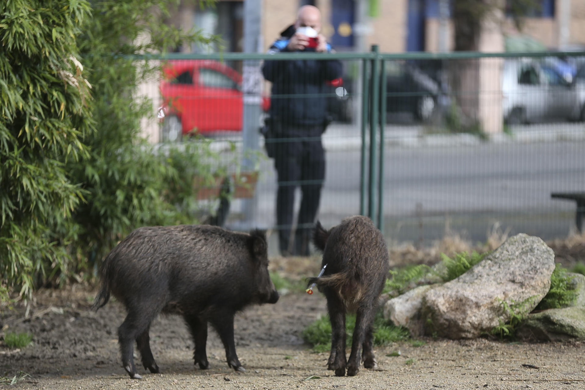 Animales salvajes se adentran en zonas urbanas buscando comida y agua