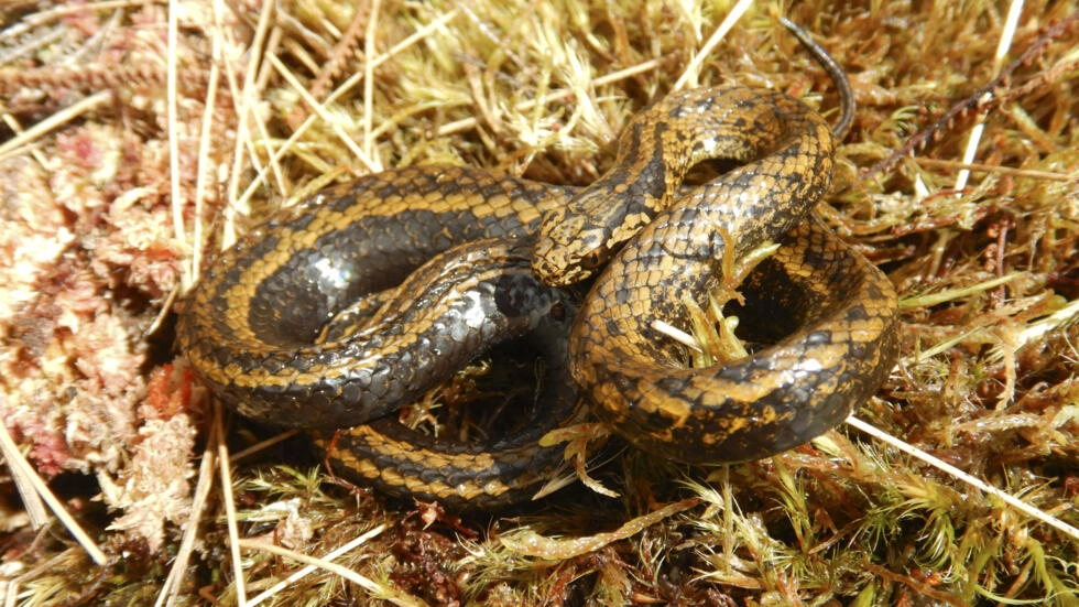 Descubren serpiente «Harrison Ford» en selva de Perú