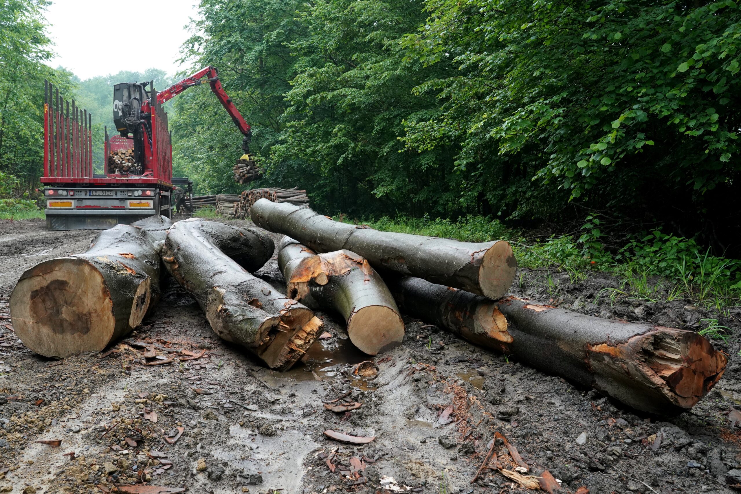 La lucha por proteger a los Cárpatos de la explotación forestal