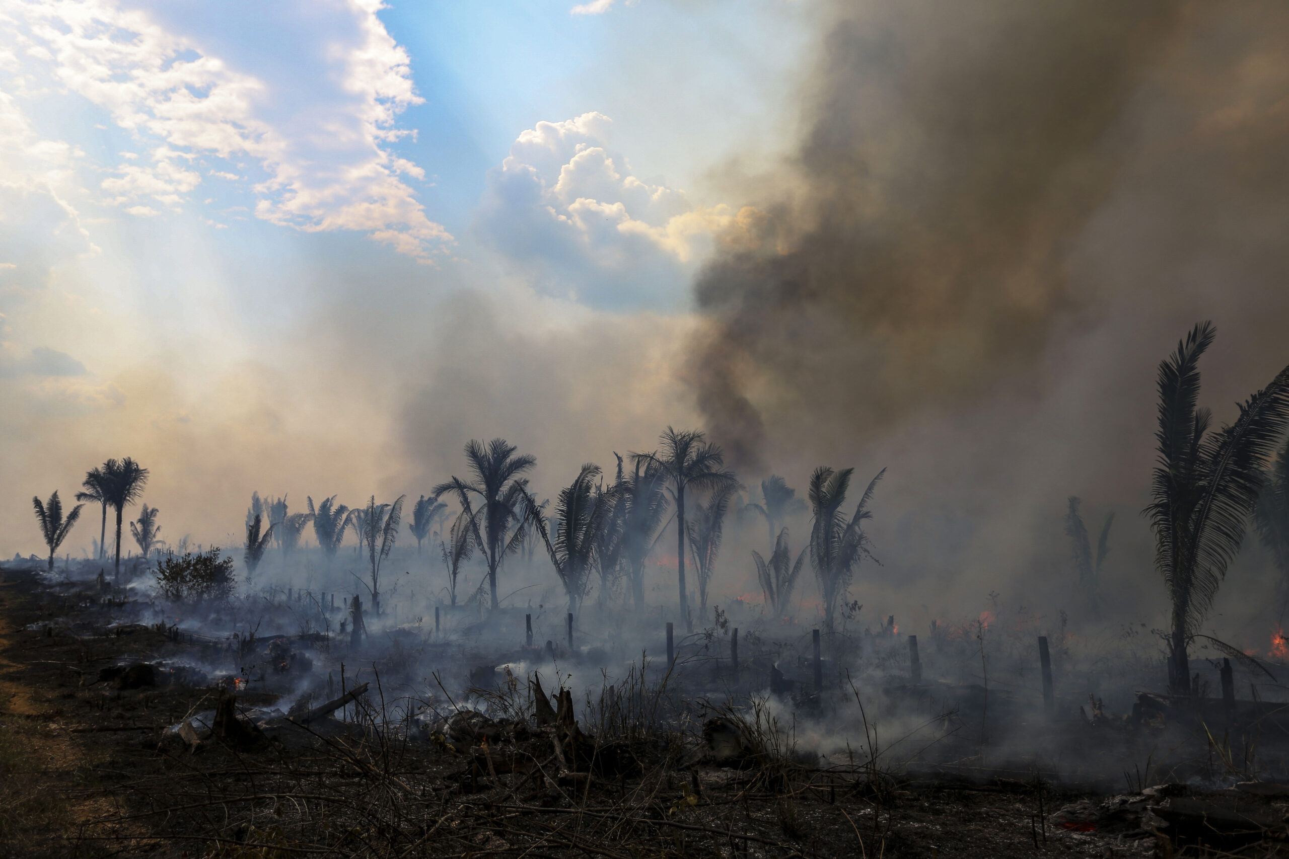 Deforestación en Amazonía brasileña cae 66% en julio, temporada alta de destrucción