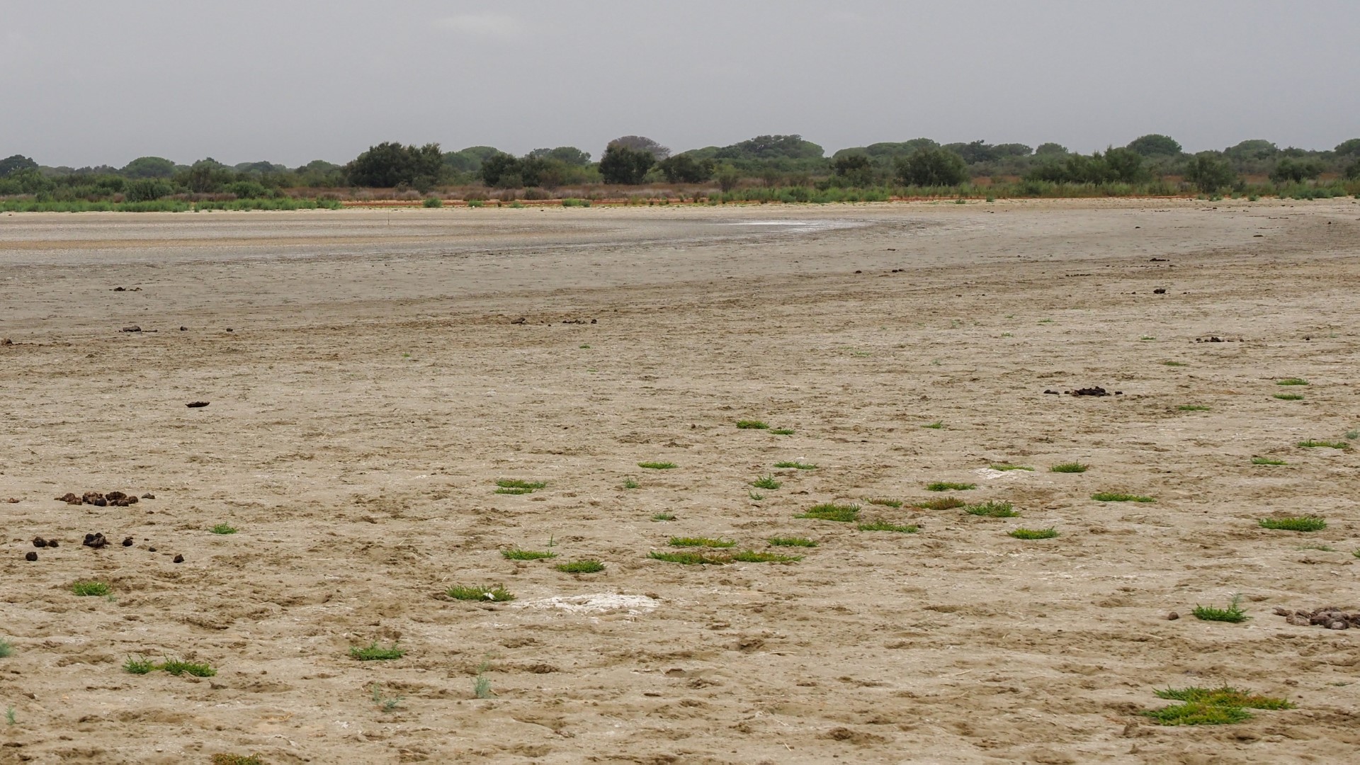 Única laguna «permanente» del parque natural de Doñana se seca por segundo año