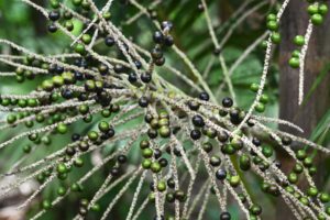 BRAZIL-AGRICULTURE-AÇAÍ-PALM TREE
