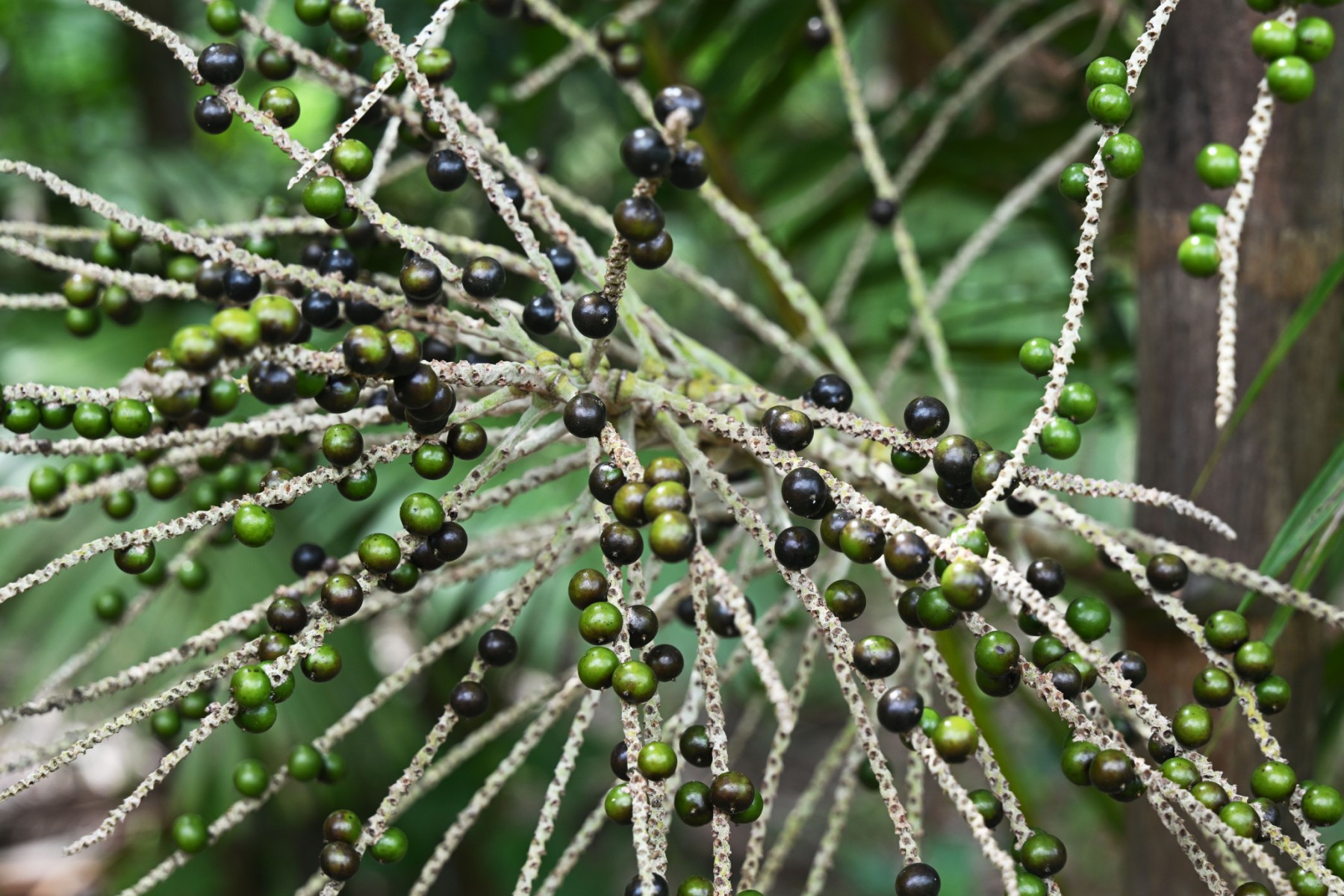 El ‘boom’ del açaí, una amenaza para la Amazonía