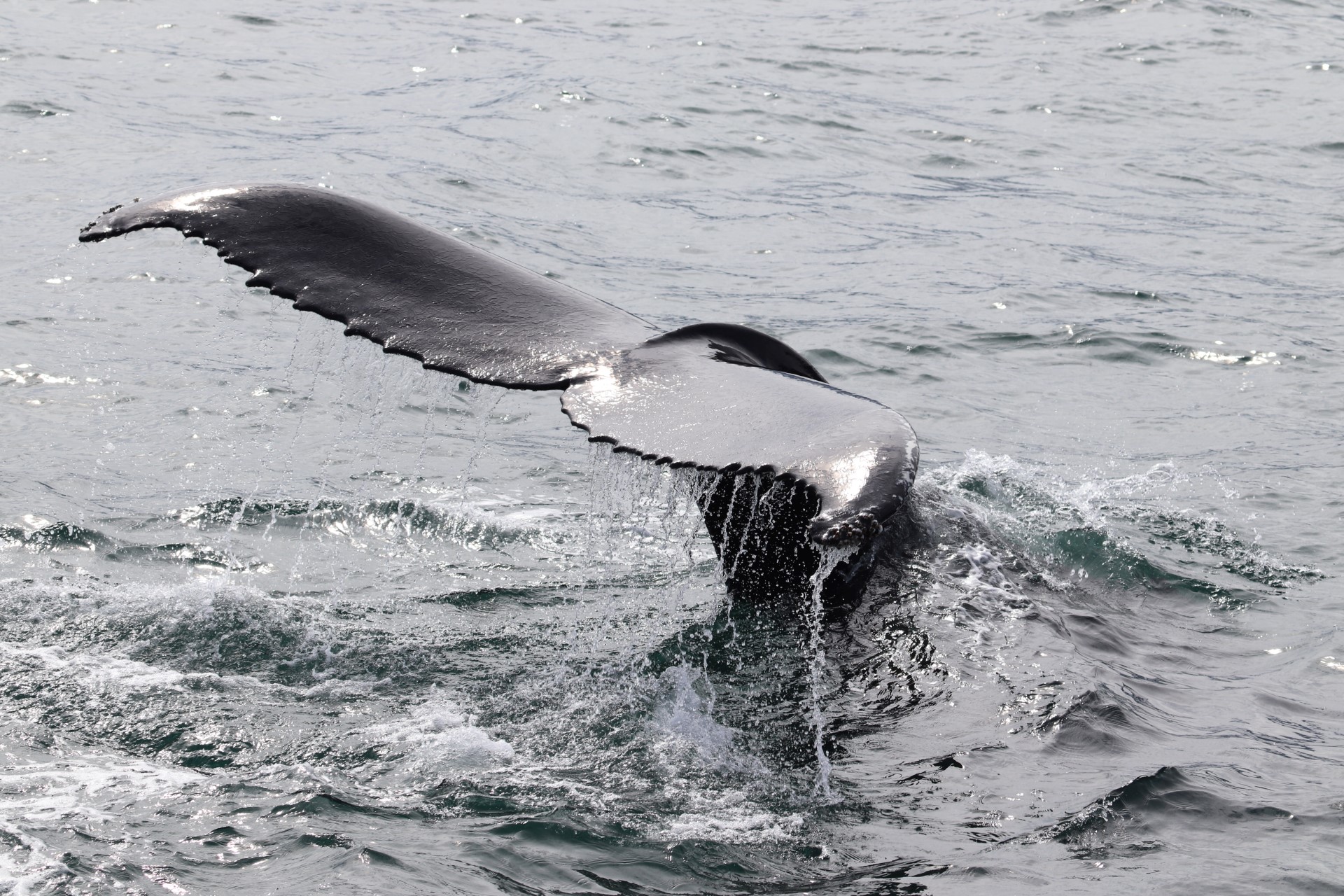 Islandia reautoriza la caza de ballenas, bajo condiciones más estrictas