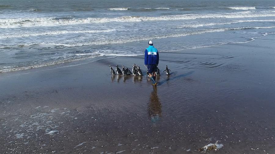 Devuelven 15 pingüinos al océano tras su rehabilitación en Argentina