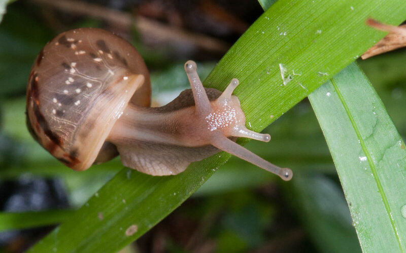 Incautan en Nicaragua un caracol gigante africano, una especie exótica invasora