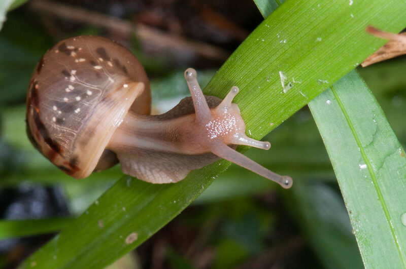 Incautan en Nicaragua un caracol gigante africano, una especie exótica invasora