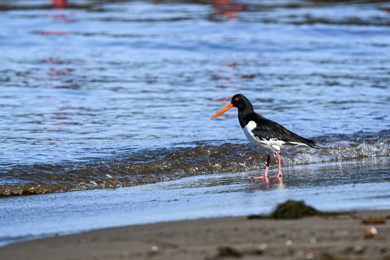 El lago de Yojoa: hogar del 55% de especies aves de Honduras