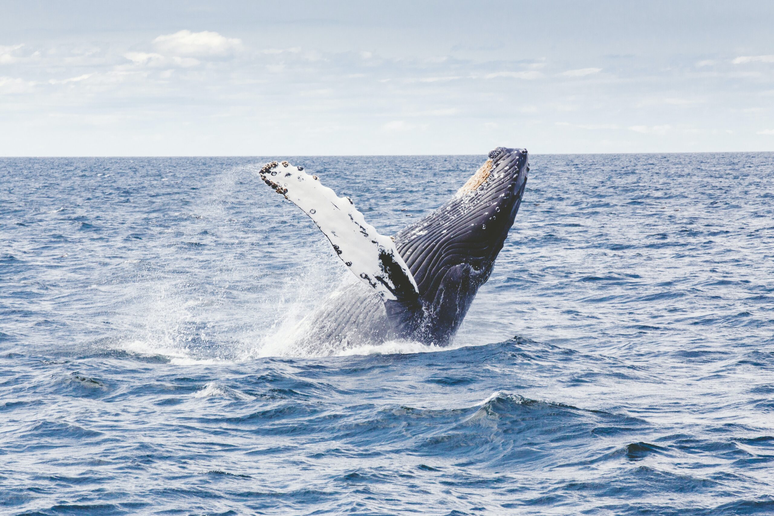 Captan a una Ballena Jorobada amamantando en el Pacífico