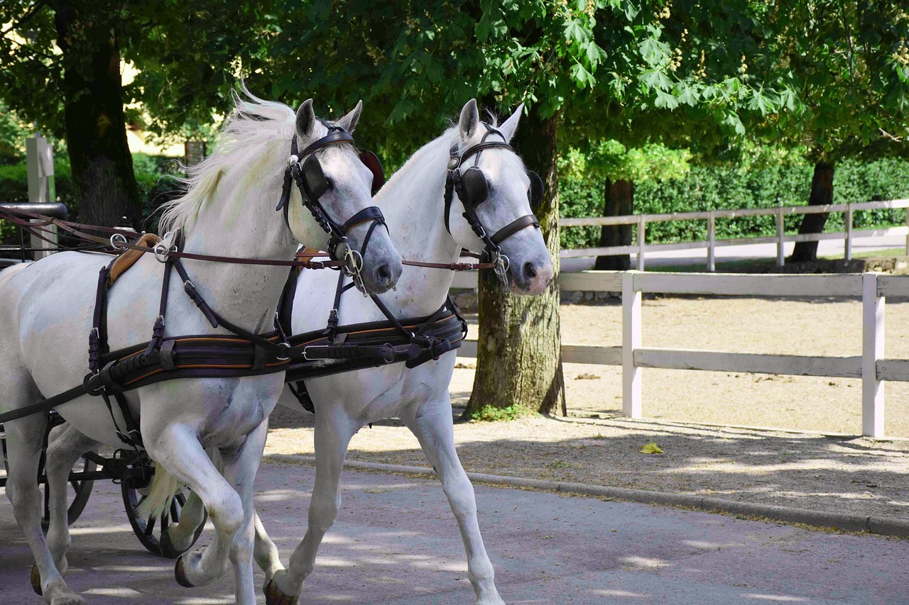 Los caballos Lipizzanos: entran al Patrimonio Cultural de la UNESCO