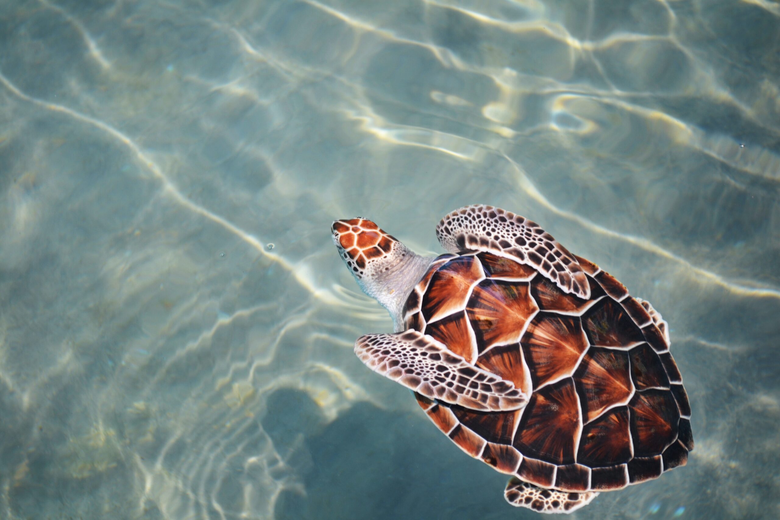 Inusual anidación de tortugas bobas se registra en las playas del Adriático