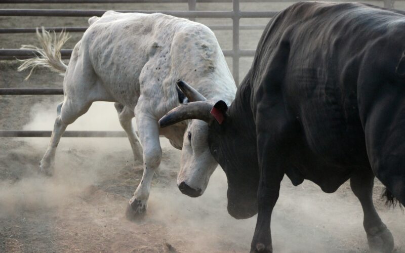 Kafkasor, la celebración histórica de Turquía que tiene 200 años