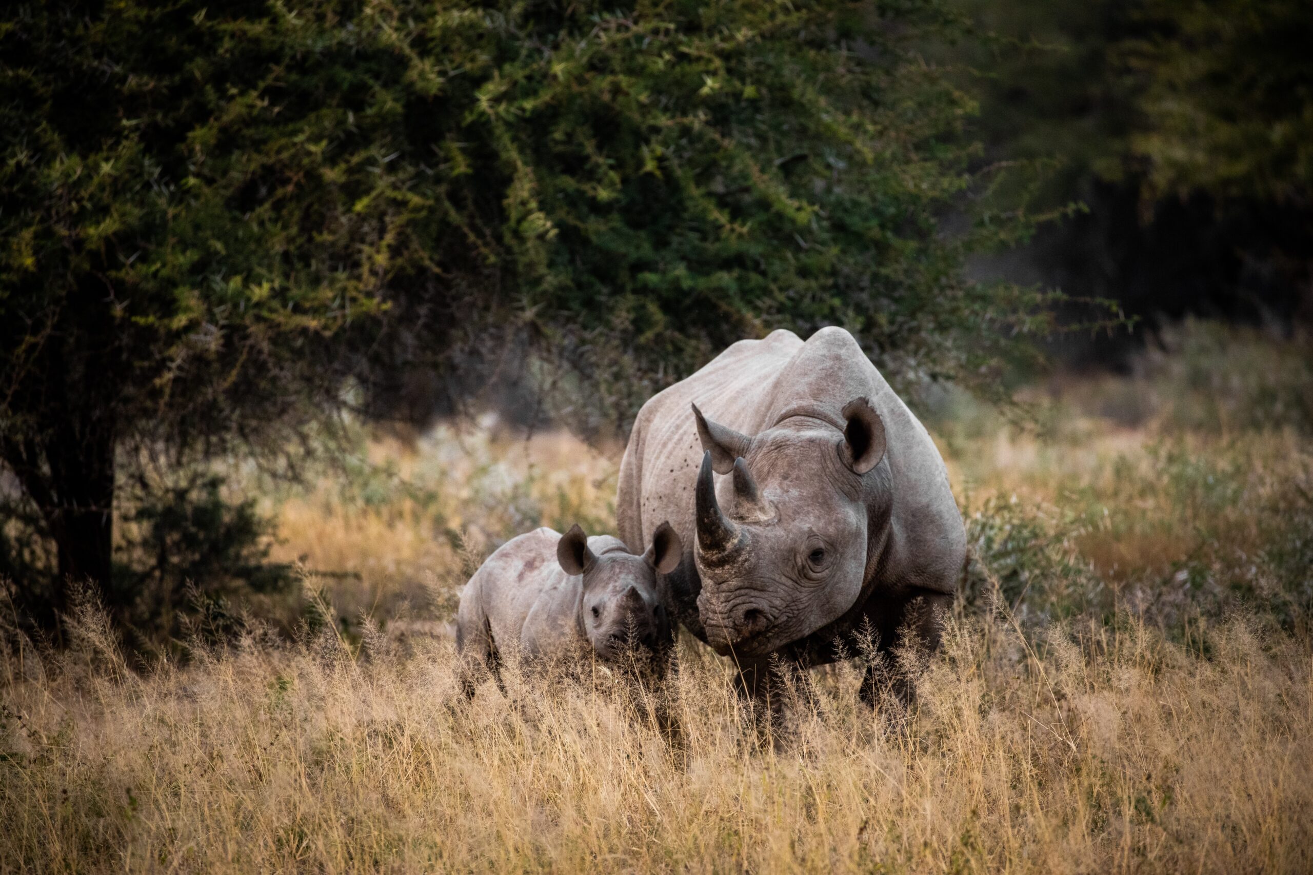 Sudáfrica busca combatir los delitos hacia la fauna salvaje