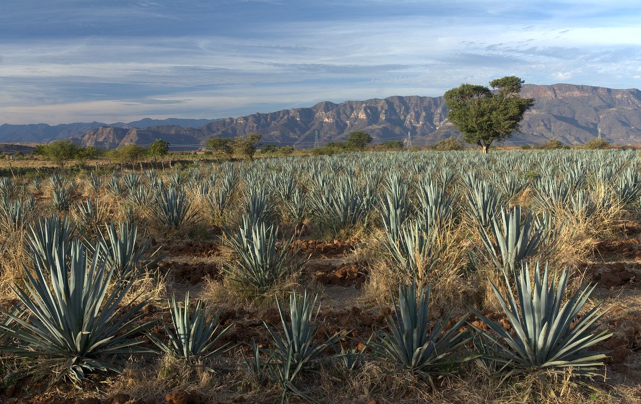 Así es como llegó el mezcal a México