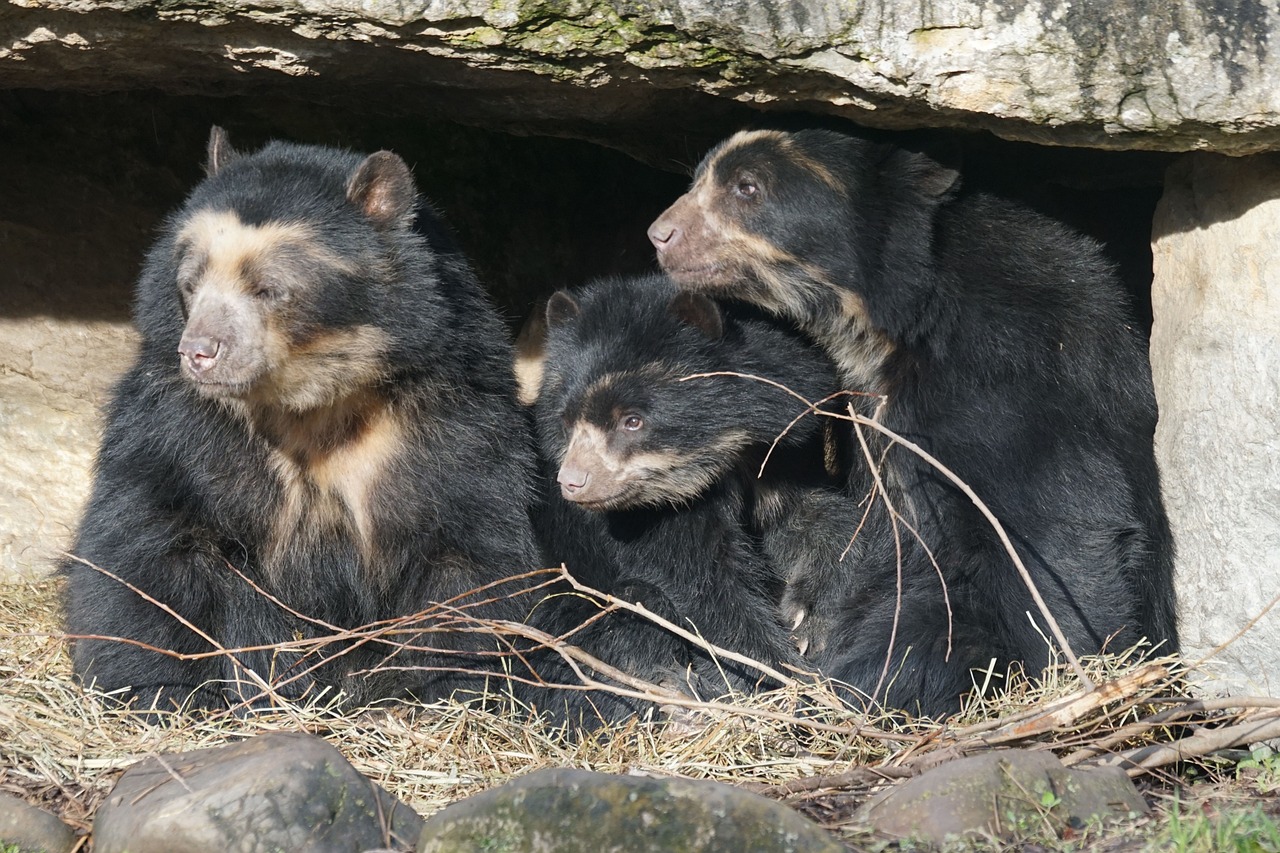 El oso de anteojos y los caficultores de Colombia, se reconcilian