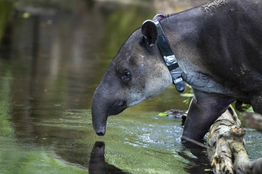 Nicaragua prohíbe la reproducción, crianza y liberación del tapir o danto