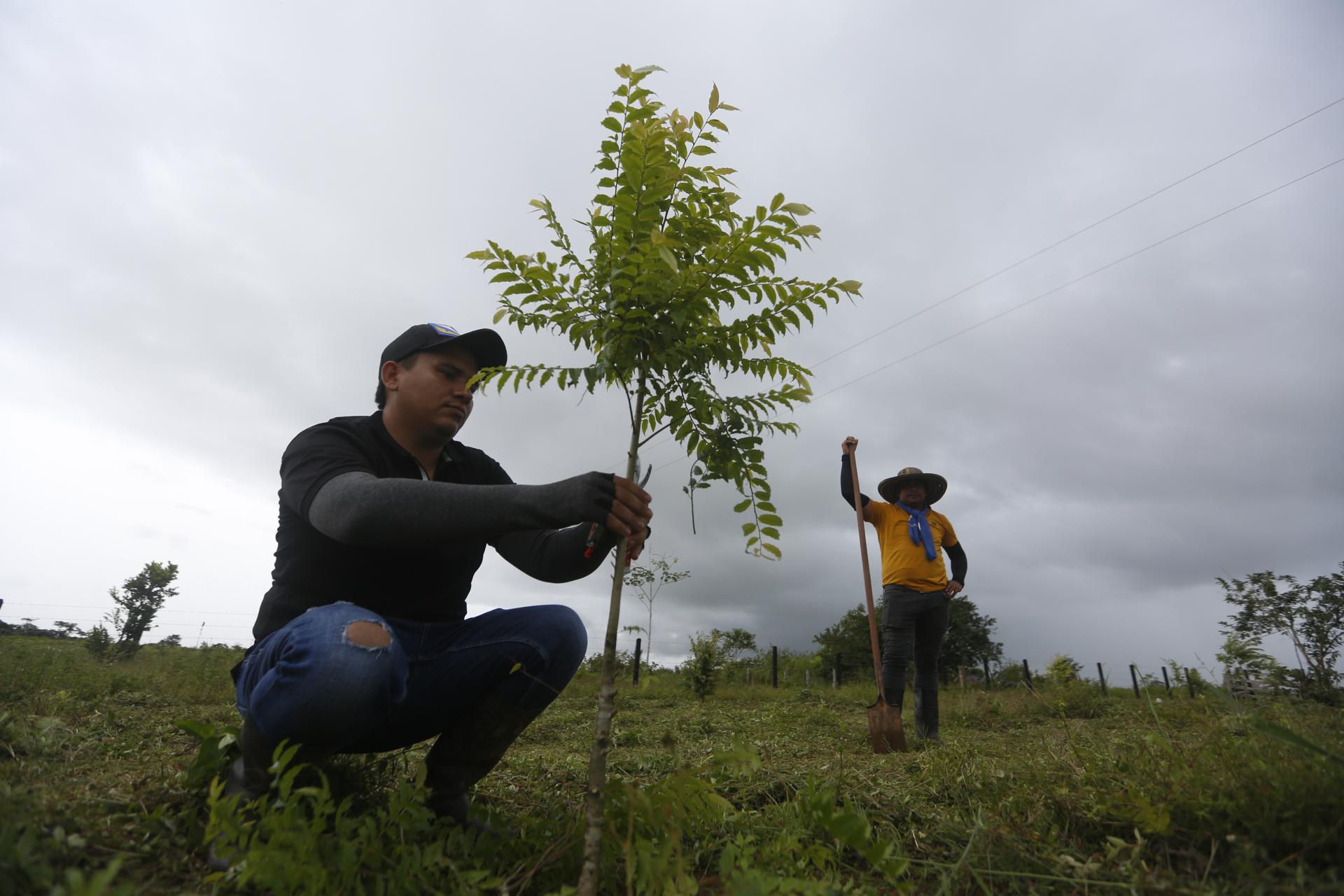 Reforestar el Corazón de la Amazonía une a los campesinos colombianos