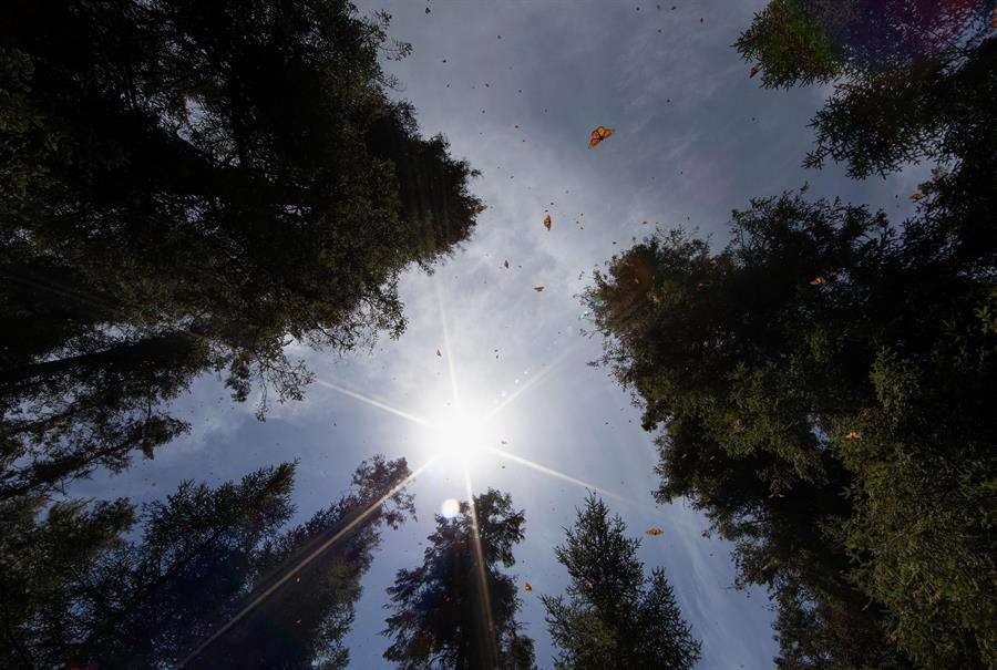 México reforesta con 2.600 árboles nuevos la principal reserva de la mariposa monarca