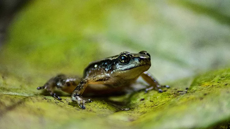 Especies animales en el mundo están reduciendo su población rápidamente