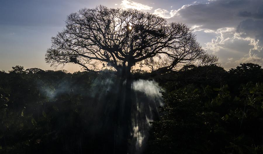 La Justicia brasileña ya bloqueó 20 millones de dólares de deforestadores de la Amazonía