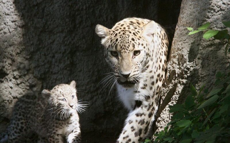 Secuenciado el genoma del leopardo de Arabia, una subespecie en peligro de extinción