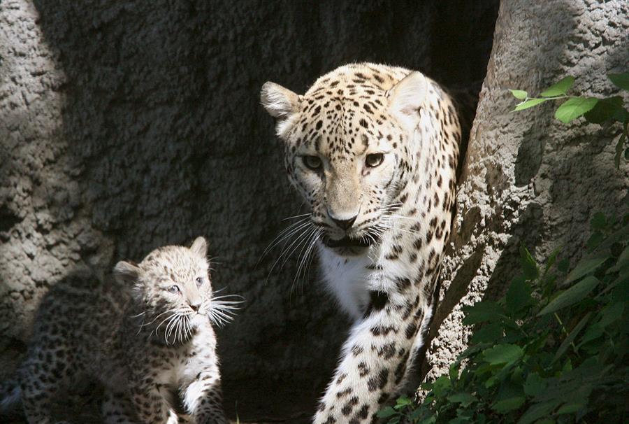 Secuenciado el genoma del leopardo de Arabia, una subespecie en peligro de extinción