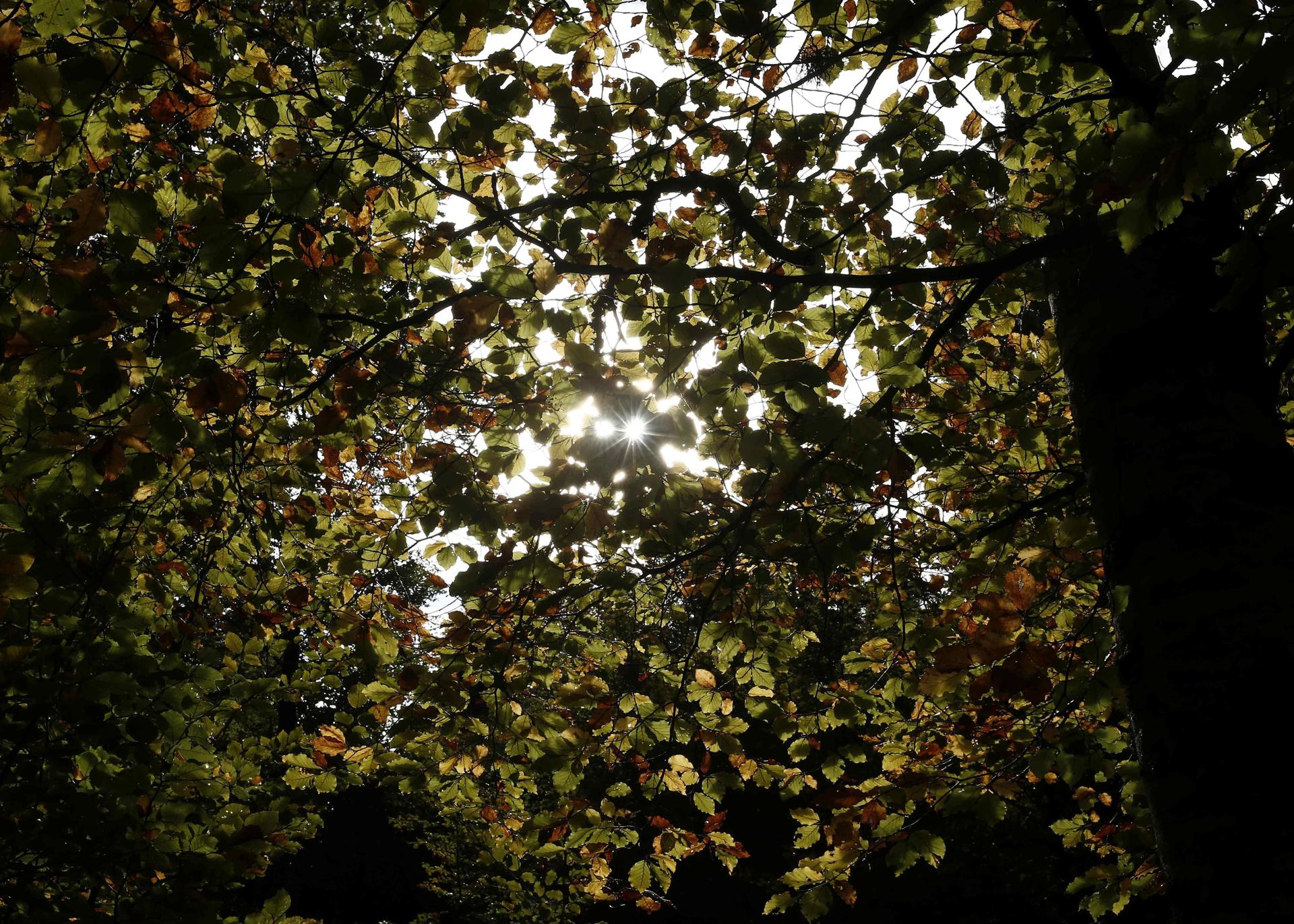 Los bosques tropicales podrían calentarse demasiado y amenazar la fotosíntesis