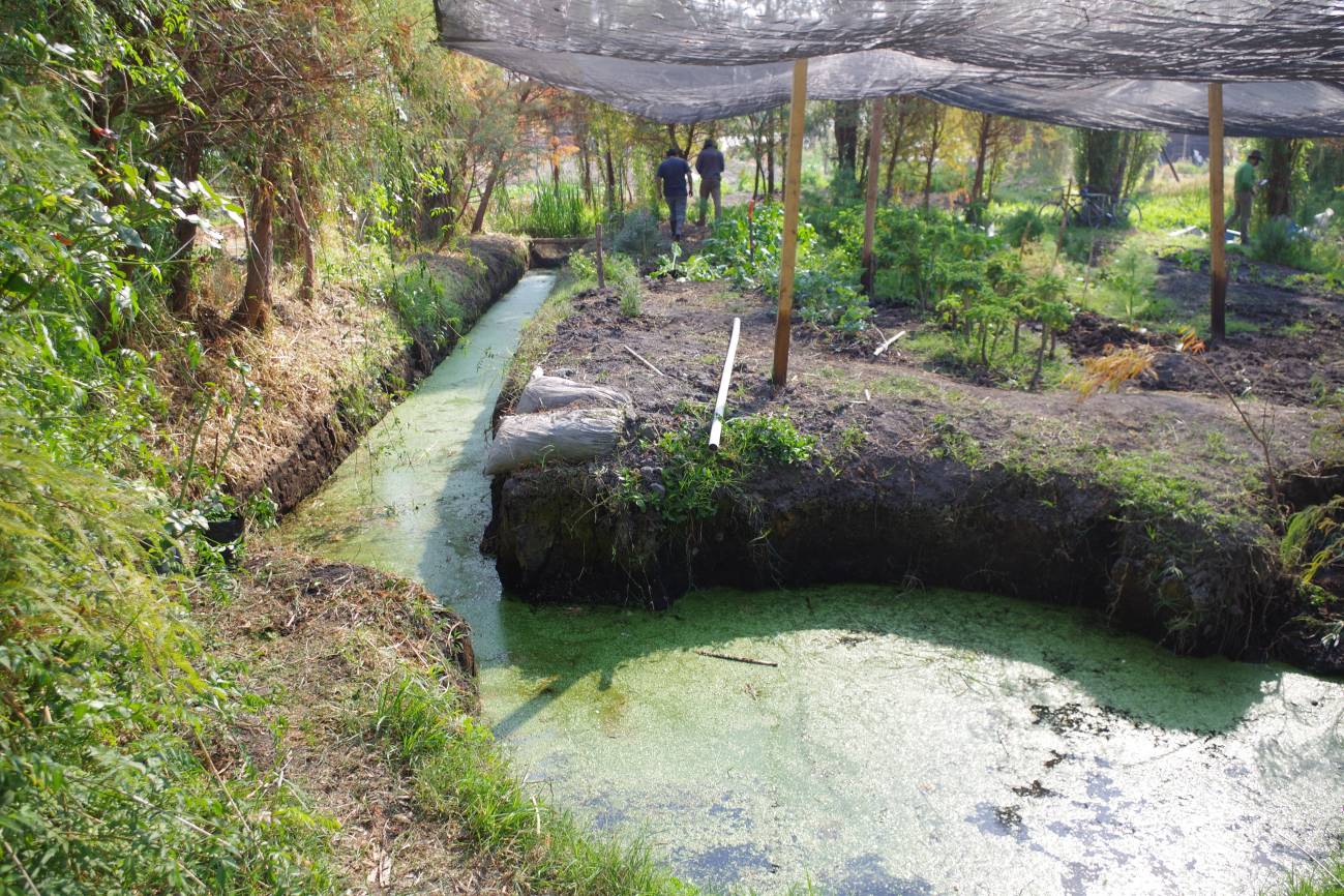 Chinampas, la práctica de cultivo precolombina que sobrevive en México