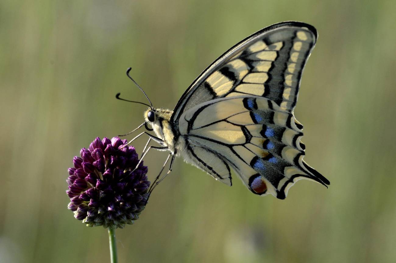 Ciudades sin mariposas por la sequía y el calor