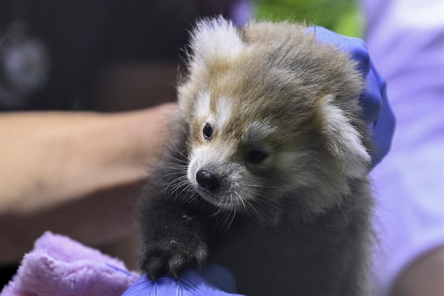 Nacen dos pandas rojos en parque de animales del norte de Francia