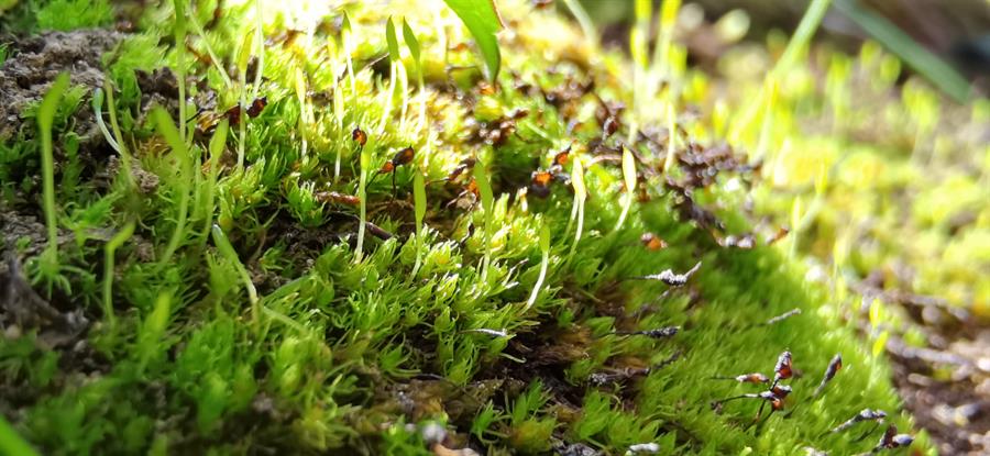 El musgo más antiguo y de evolución más rápida podría no sobrevivir al cambio climático