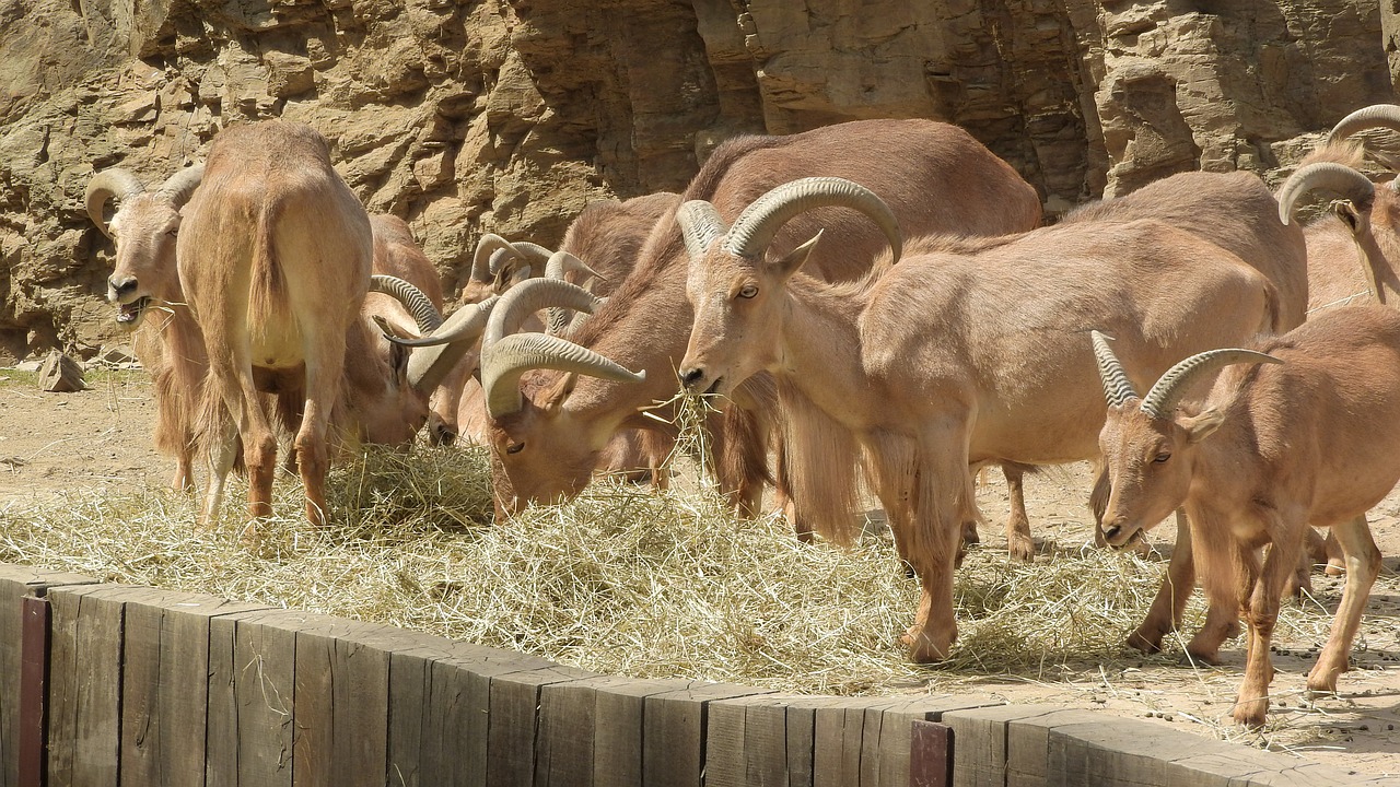 Estudio genético del arruí ayuda a mejorar su conservación en África