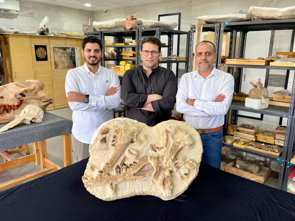 Los paleontólogos egipcios Abdullah Gohar, Mohamed Sameh y Hesham Sallam (desde la izquierda) junto a los fósiles del ejemplar de la ballena basilosáurida recién identificada, "Tutcetus rayanensis". Imagen de Hesham Sallam, del Centro de Paleontología de Vertebrados de la Universidad de Mansoura. EFE