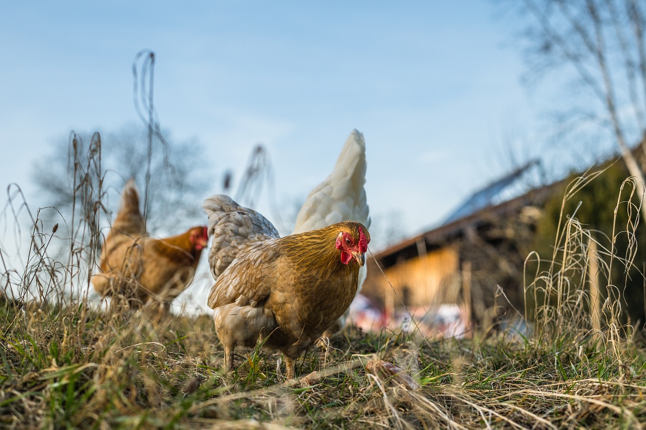  Organización benéfica rescata gallinas de granjas hueveras