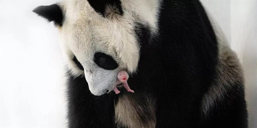 Nace por primera vez un cachorro de oso panda en el Zoológico de Moscú