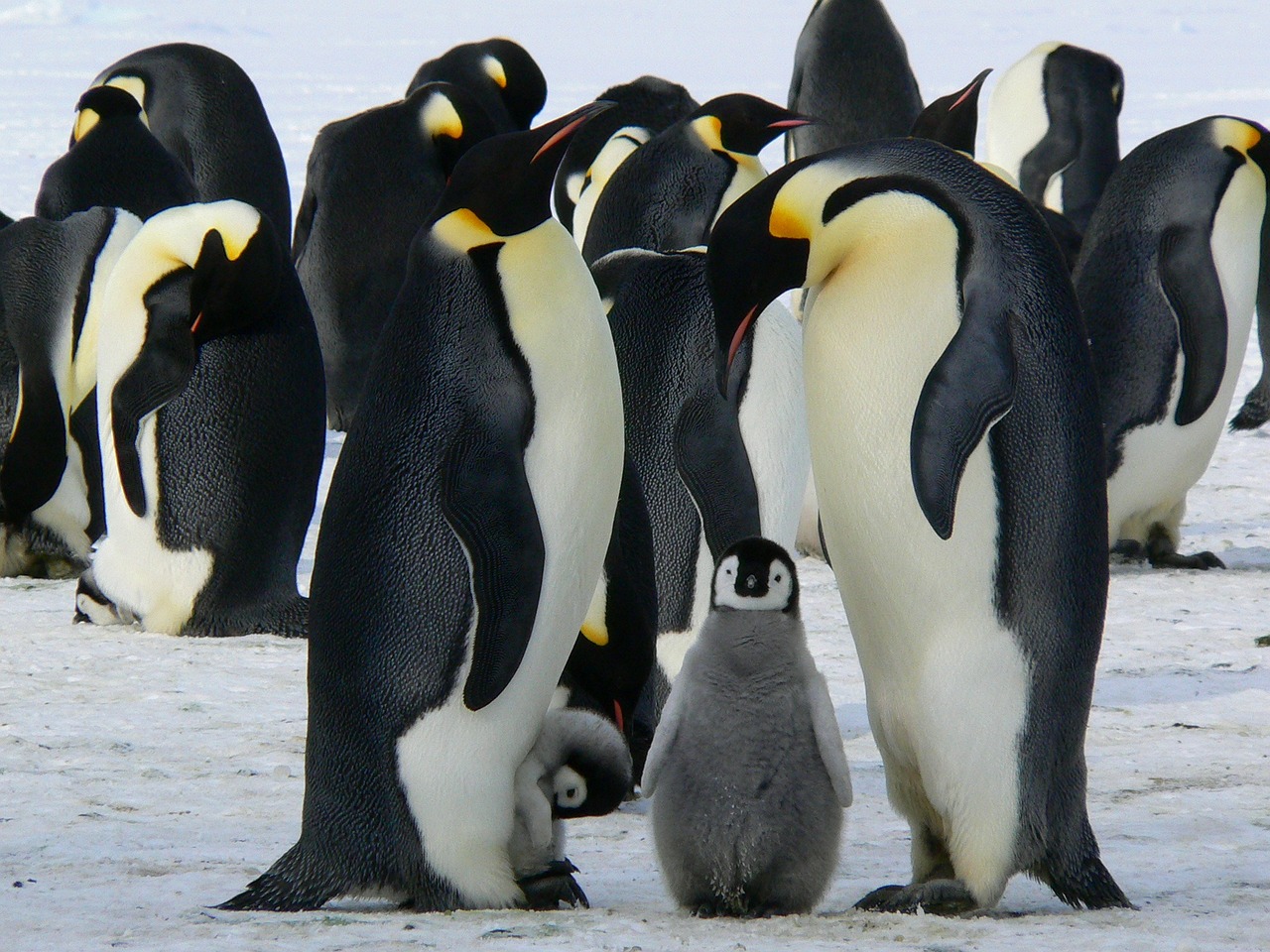 El pingüino emperador en peligro por la pérdida de hielo en la Antártida