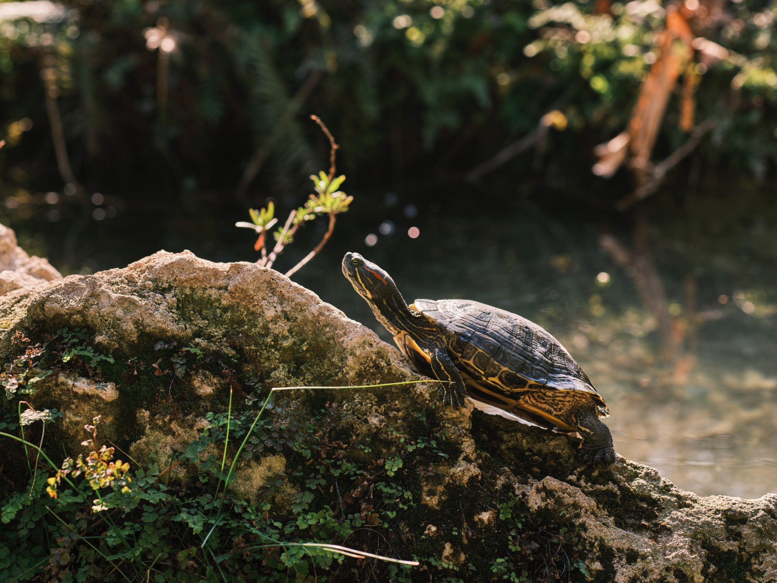 Devuelven a su hábitat natural más de 1.200 tortugas en el este de Colombia