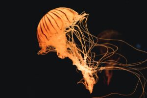 jellyfish-g49d217866_1280