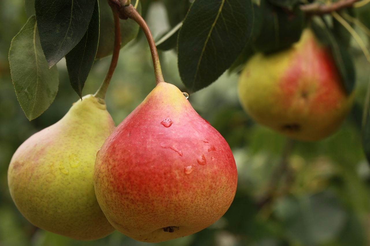 El clima extremo afecta las cosechas de fruta en Italia