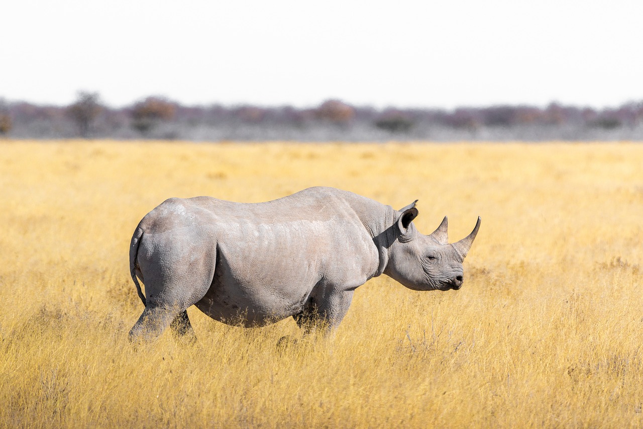 La caza furtiva de rinocerontes disminuye en parque natural de Sudáfrica