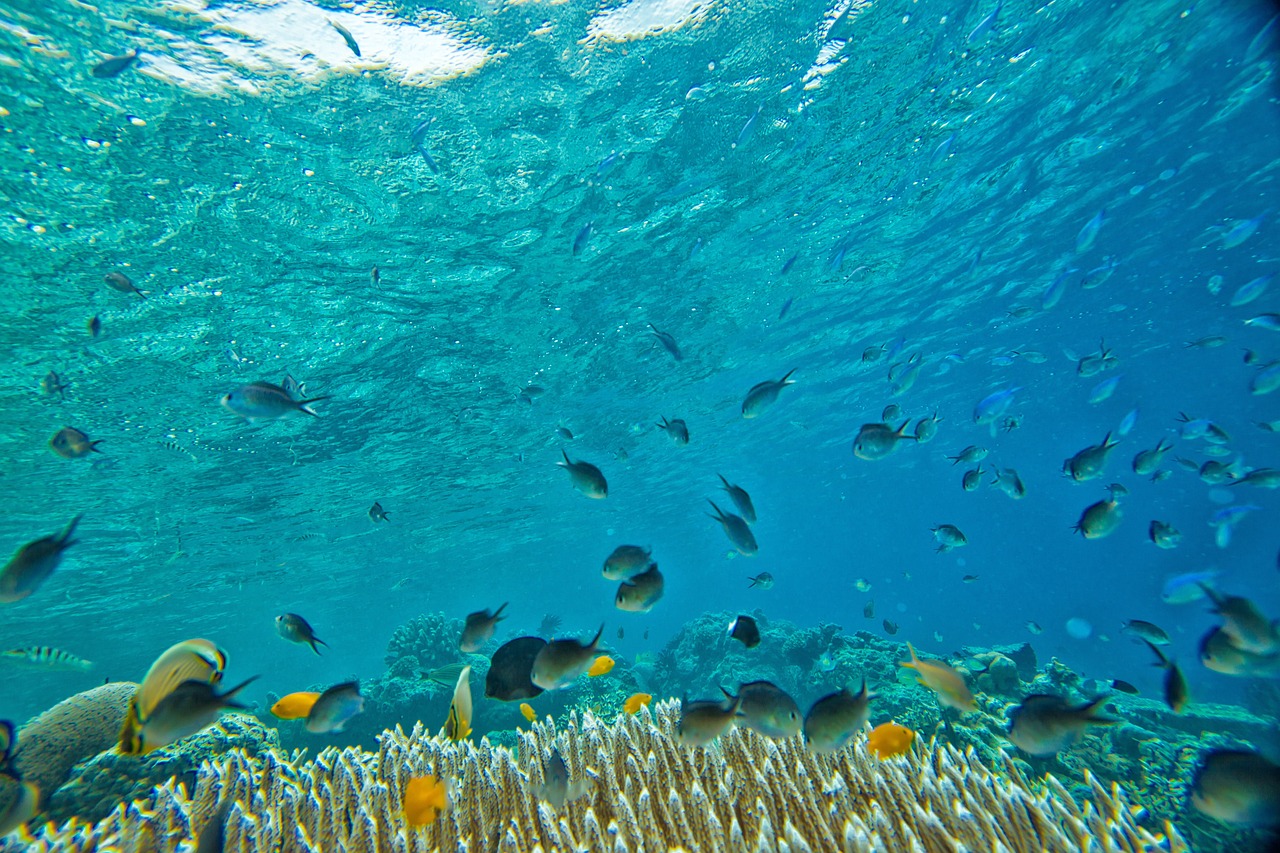 La Gran Barrera de Coral queda fuera de la lista de patrimonio en peligro de la Unesco