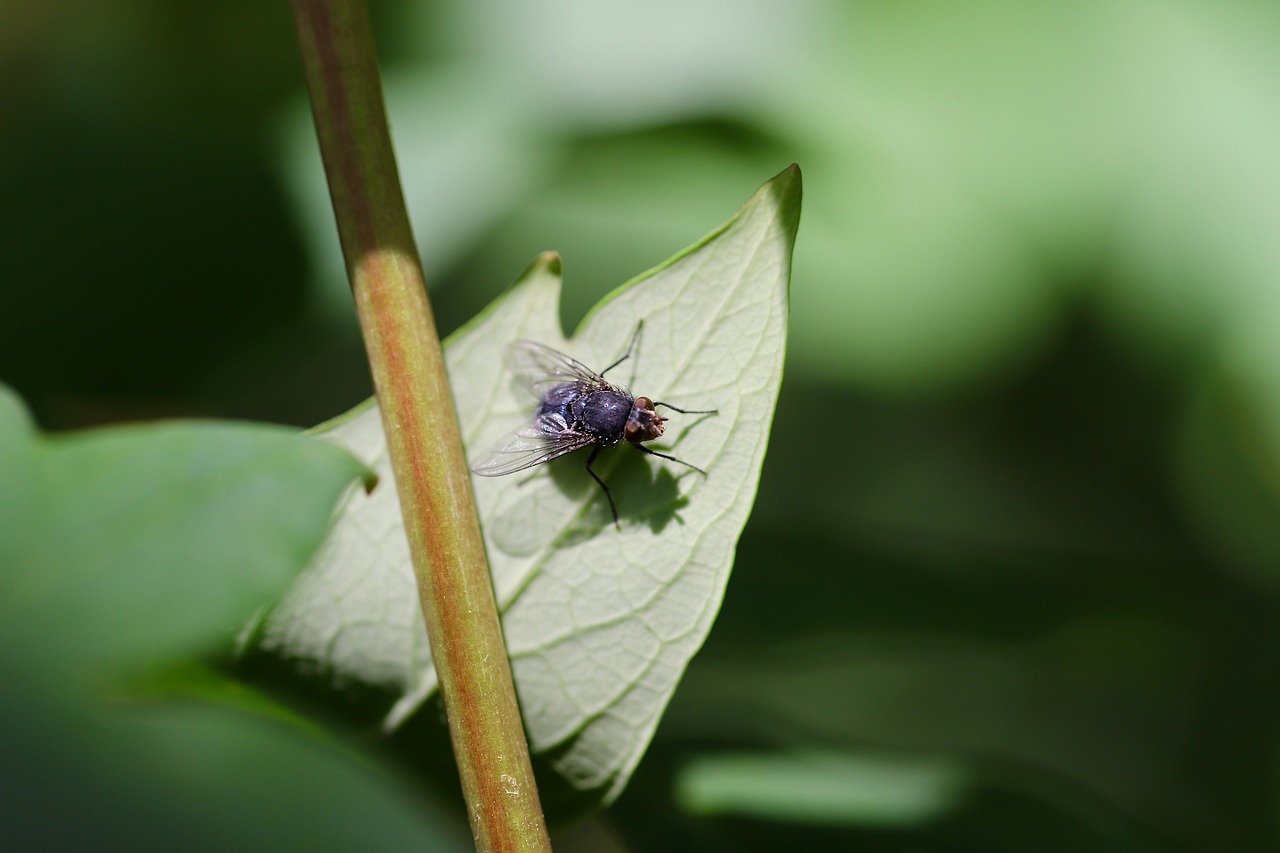 Alerta en España por aumento de plaga de mosca negra