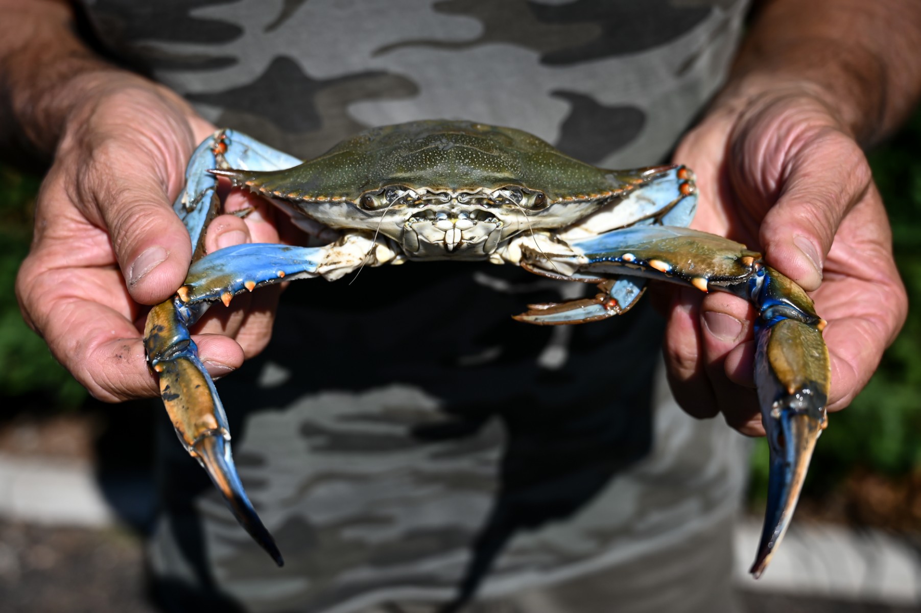 El mundo está perdiendo la guerra contra las especies invasoras