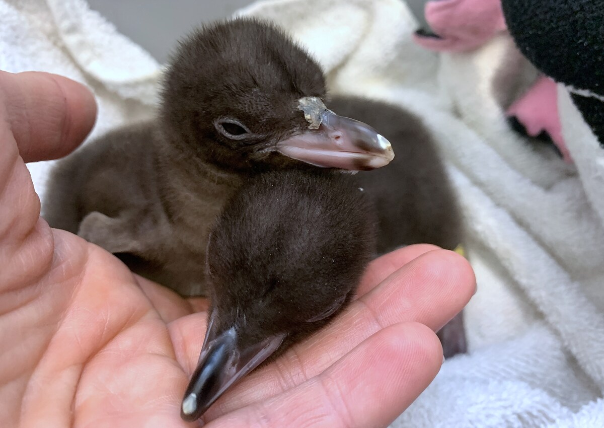 Nueva Zelanda investiga una enfermedad mortal en sus pingüinos