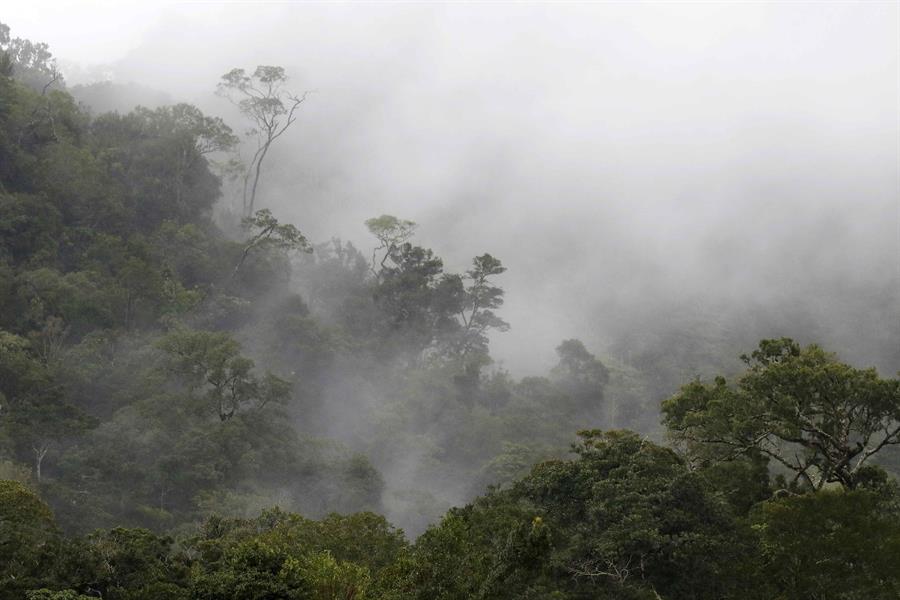 Ecuador incorpora 65.000 hectáreas de bosques nativos a un sistema de conservación