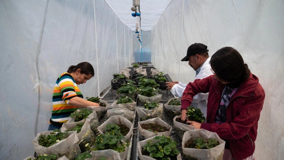 Laboratorio de la papa en Venezuela para la soberanía en semillas