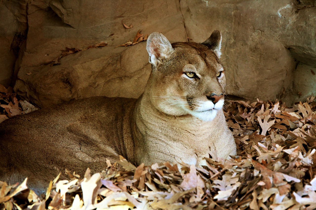 Mexicanos monitorean la fauna silvestre de Sierra de Nanchititla